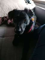 Welchen Namen hättet ihr meinem Hund gegeben?-Beitrag-Bild