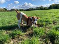 Welche Rasse?-Beitrag-Bild