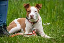 Welche Rasse?-Beitrag-Bild