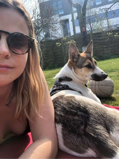 Mischlinge raten - Rätselspaß-Beitrag-Bild