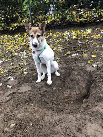 Mischlingshunde Foto Aufruf-Beitrag-Bild