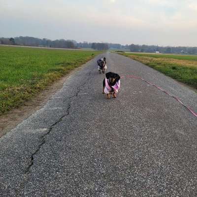 Hundetreffen-Gassi / Wanderungen-Bild