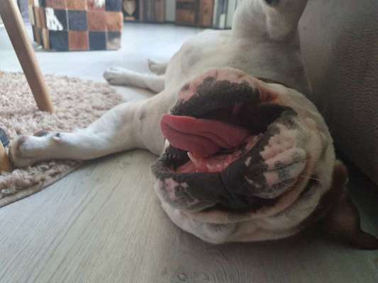 Die Dogorama Wochen Challenge-Beitrag-Bild