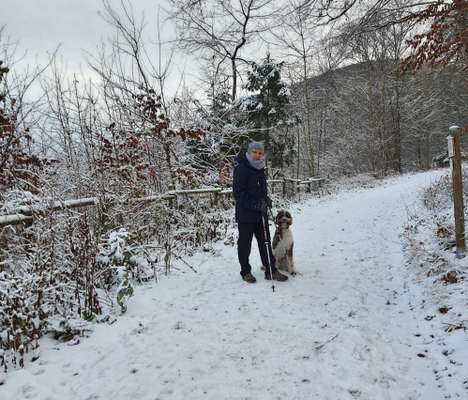 Goldendoodle?-Beitrag-Bild