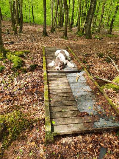 Goldendoodle?-Beitrag-Bild