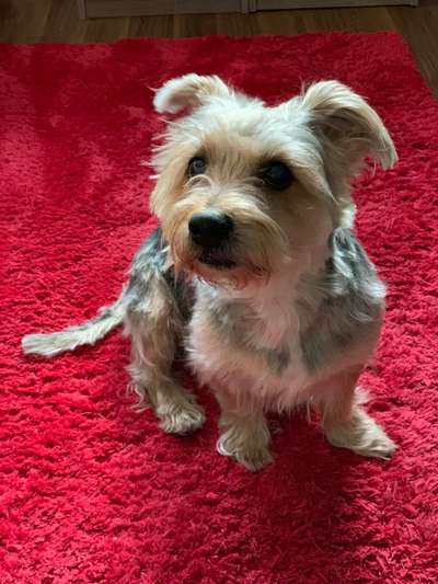Yorkshire Terrier-Beitrag-Bild