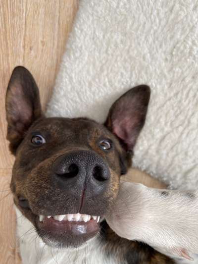 Die Dogorama Wochen Challenge-Beitrag-Bild