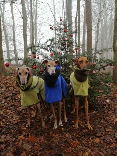 Hunderunde-Beitrag-Bild