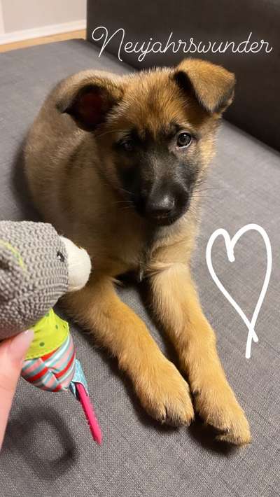 Zeigt eure Malinois!!!-Beitrag-Bild