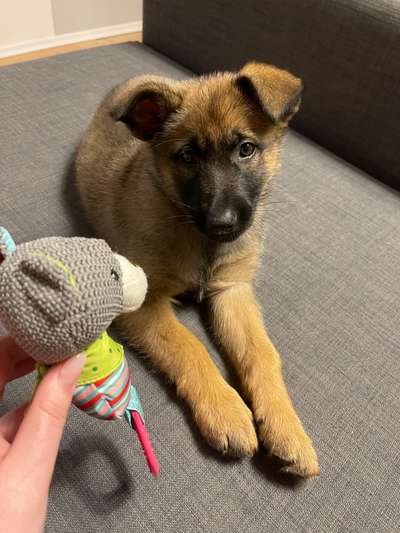 Dogorama Photo Challenge - Hundeblick zum hinschmelzen-Beitrag-Bild