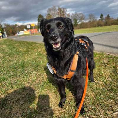 Hundetreffen-Gassi gehen und Erfahrungsaustausch-Bild
