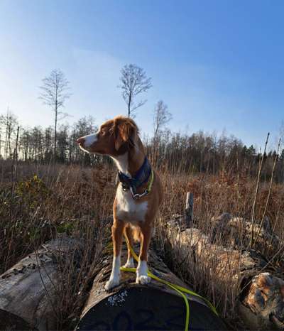 Hundetreffen-Sozial Walk mit Max-Bild