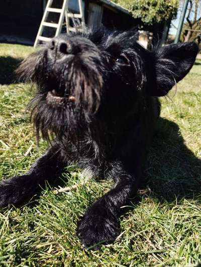 Zeige das lustigste Bild eures Hundis-Beitrag-Bild