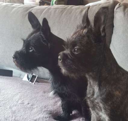 Französische Bulldoggen-Beitrag-Bild