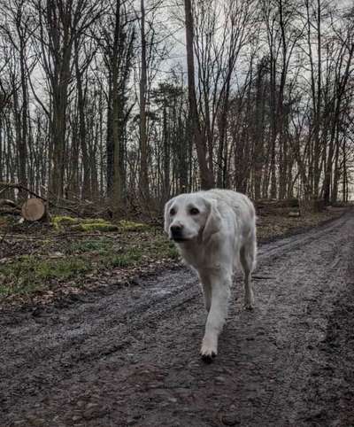 Hundetreffen-Hundebetreuung / Gassigänge-Bild