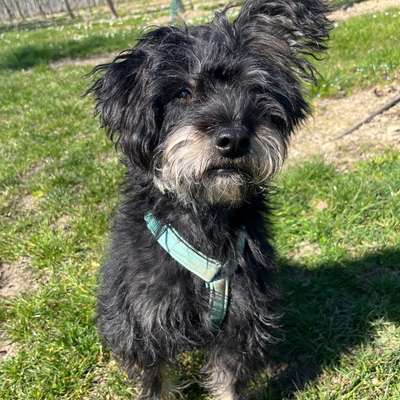 Hundetreffen-Hundespielrunde & Gassigehen-Bild