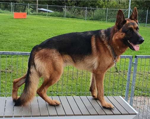 Schäferhund-Beitrag-Bild