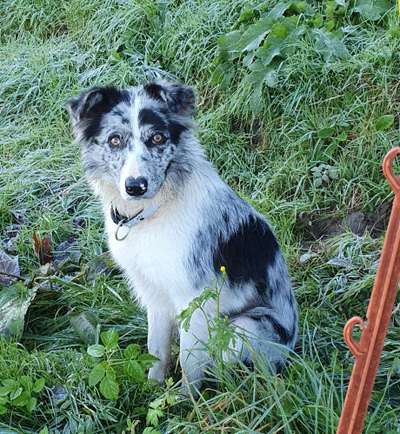 Gibt's hier noch mehr Border Collies???-Beitrag-Bild