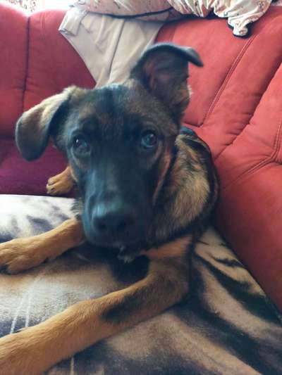 Auslandstierschutz-Beitrag-Bild