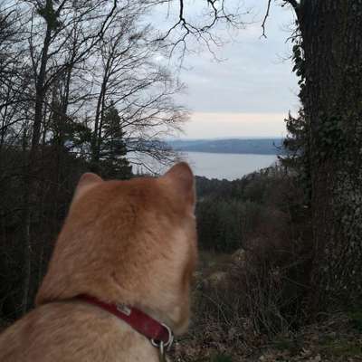 Hundetreffen-Gassirunde bei Hödingen-Bild