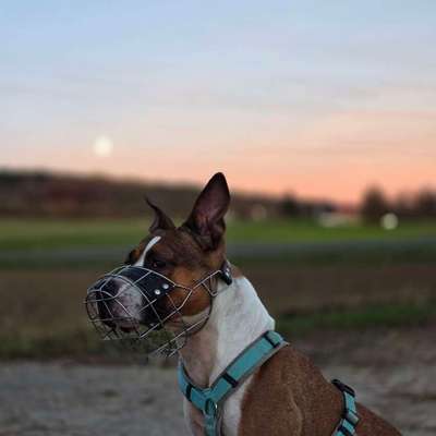 Hundetreffen-Gassirunde in Oberkochen-Bild