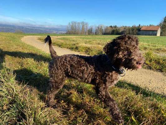 Lagotto Romagnolo Besitzer-Beitrag-Bild