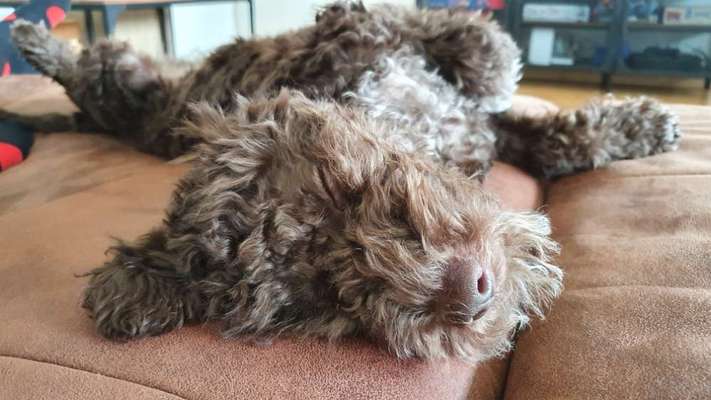 Dogorama Photo Challenge - Hundeblick zum hinschmelzen-Beitrag-Bild