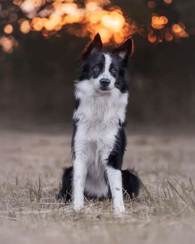 Hundetreffen-Trainingsrunde-Bild