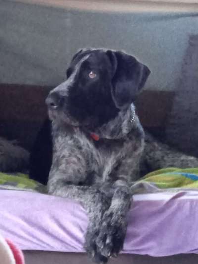 Hundetreffen-Gassi gehen-Bild