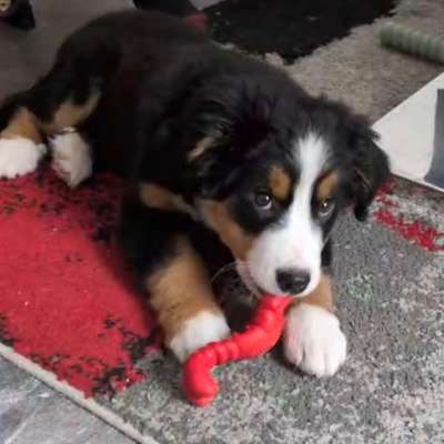 Hundetreffen-Welpen Spieltreffen-Bild