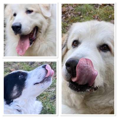 Fotochallenge Nr. 59 - Mein Hund zeigt die Zunge-Beitrag-Bild