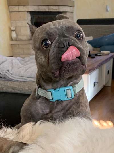 Fotochallenge Nr. 59 - Mein Hund zeigt die Zunge-Beitrag-Bild