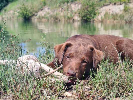 Hundetreffen-Welpen-Spielgefährte gesucht! 12 Wochen-Bild