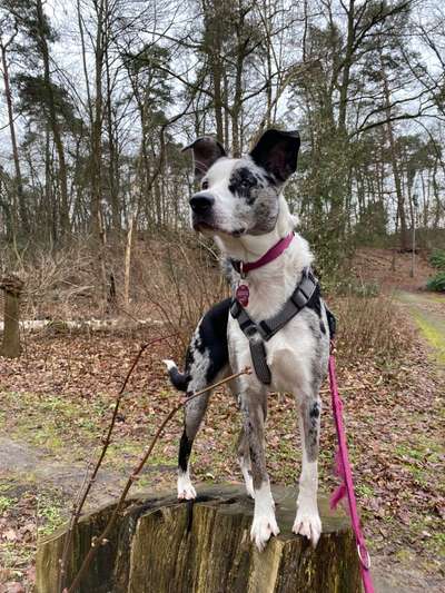 Aussiedors oder Leopard Labrador Gruppe-Beitrag-Bild