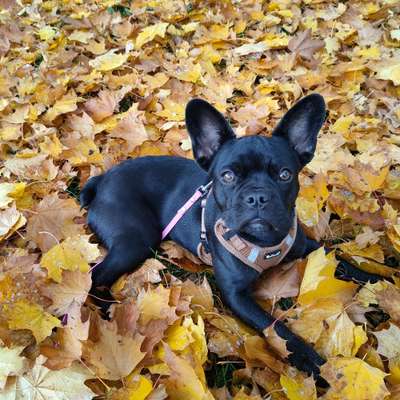 Hundetreffen-spazieren- toben- trainieren-Bild