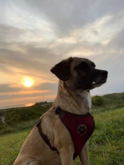 Die Dogorama Wochen Challenge-Beitrag-Bild