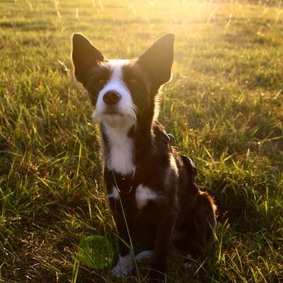 Hundetreffen-Social Walk/Training-Bild