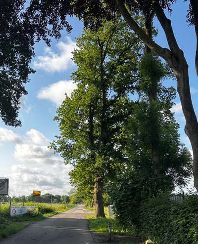 Giftköder-Eichenprozesionsspinner Fahrradstrasse-Bild