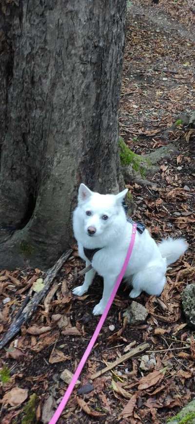 Die Lieblingsrunde eures Vierbeiners-Beitrag-Bild