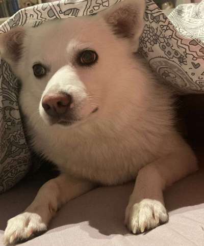 Dogorama Foto Challenge - Bestes gestelltes Bild-Beitrag-Bild