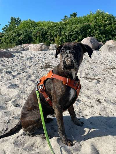 Hundetreffen-Social Walk Partner *angeleint*-Bild