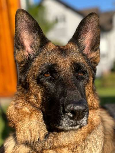 Dogorama Photo Challenge - Portrait-Beitrag-Bild