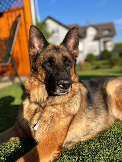 Dogorama Photo Challenge - Portrait-Beitrag-Bild