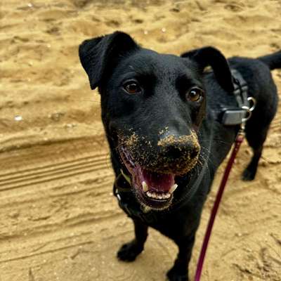 Hundetreffen-Social Walkies ohne Kontakt-Bild