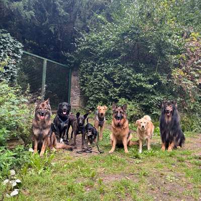 Giftköder-Dogtalktour - Wandern mit Hunden-Bild
