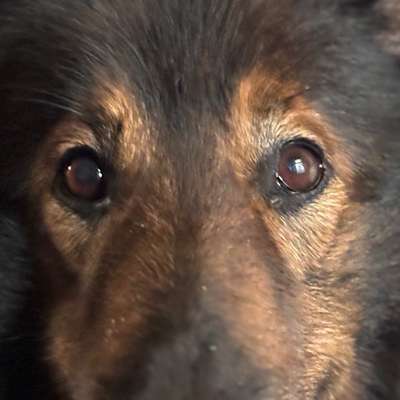 Hundeschule Hundehort Richter in Düsseldorf Grafenberg – Dogorama