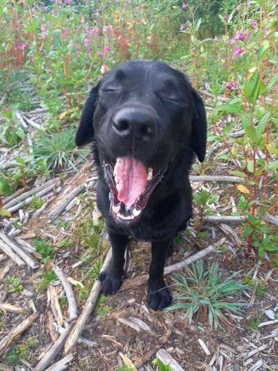 Dogorama Photo Challenge - Mäulchen auf-Beitrag-Bild