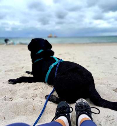 Dogorama Photo Challenge - schönster Gassiausblick-Beitrag-Bild