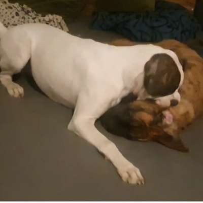 Hundetreffen-Boxer Junghund sucht Gassi-Freunde-Bild