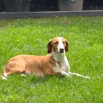 Hundetreffen-Social Walk Mensch/ Hund Teams gesucht-Bild